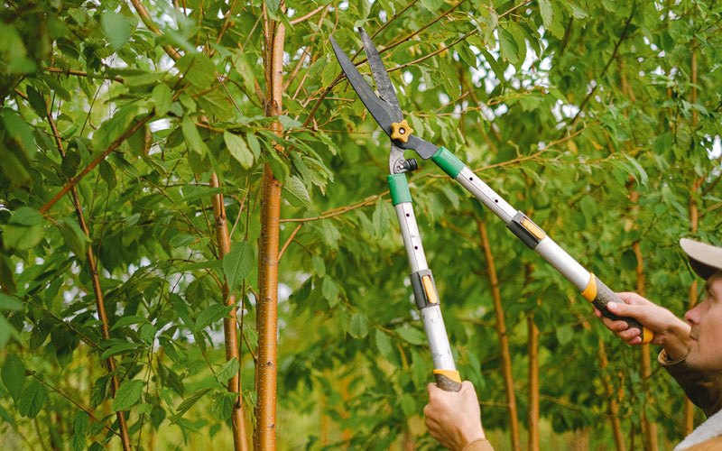 Tree trimming in Kaneohe, HI